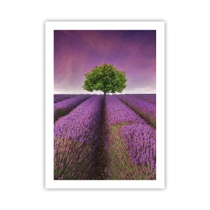 Poster - Un campo di lavanda con un albero solitario contro un cielo viola - 50x70cm - Sui campi di lavanda - Decorazione murale moderna per soggiorno e camera da letto ARTTOR