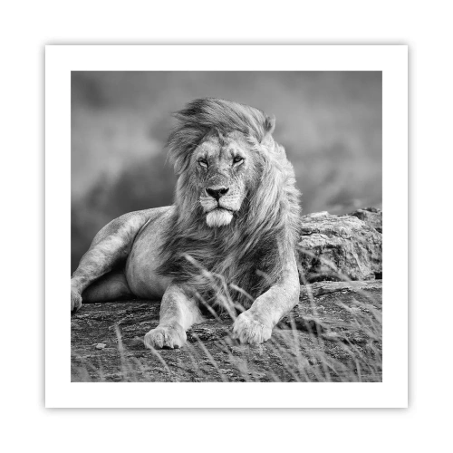 Poster - La siesta del re - 50x50 cm