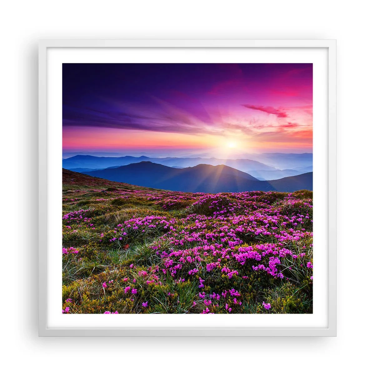 Poster in cornice bianca - Il profumo dei fiori freschi del campo - 60x60 cm