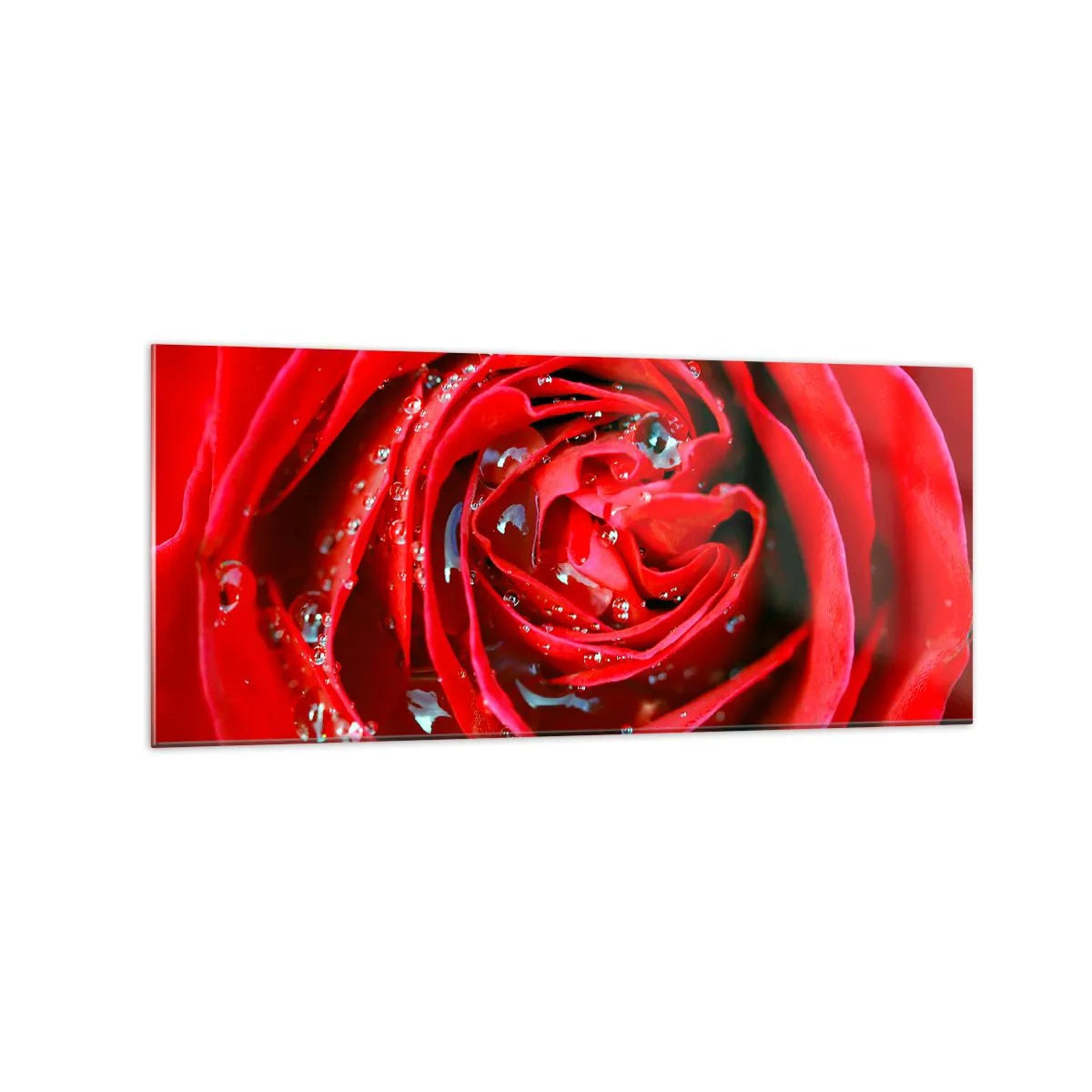 Quadro su vetro - Primo piano di una rosa rossa con gocce d'acqua sui petali - 120x50cm - Nelle gocce della rugiada - Decorazione murale moderna per soggiorno e camera da letto ARTTOR
