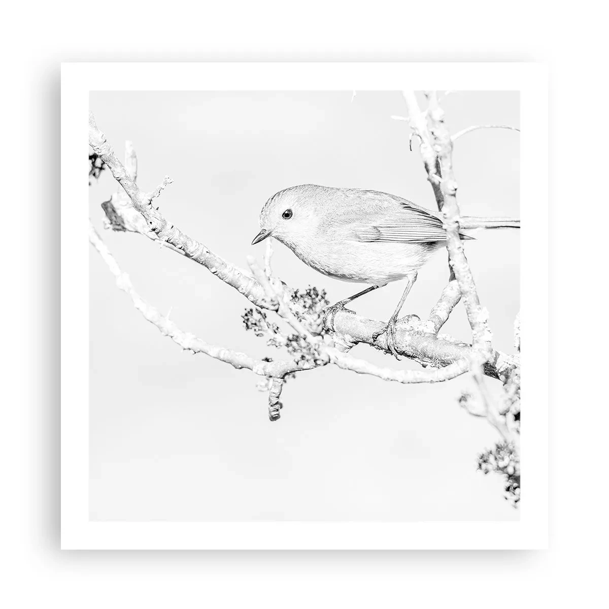 Poster - Mattino invernale - 60x60 cm