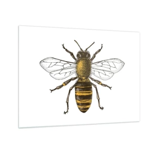 Quadro su vetro - Illustrazione dettagliata di un'ape su sfondo bianco - 70x50cm - Bella e buona - Decorazione murale moderna per soggiorno e camera da letto ARTTOR