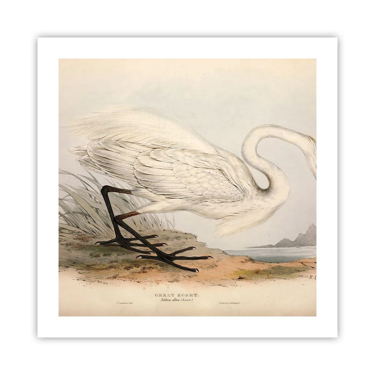 Poster - La signora nel canneto - 50x50 cm