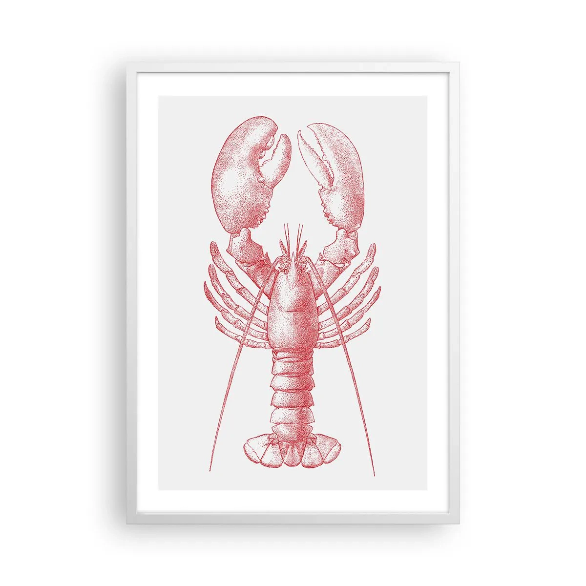 Poster in cornice bianca - Aragosta d'agosto - 50x70 cm