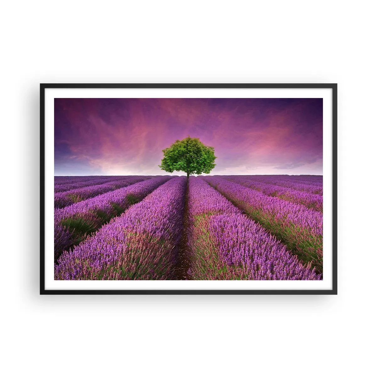 Poster in cornice nera - Un campo di lavanda con un albero solitario e un cielo viola - 100x70cm - Sui campi di lavanda - Decorazione murale moderna per soggiorno e camera da letto ARTTOR