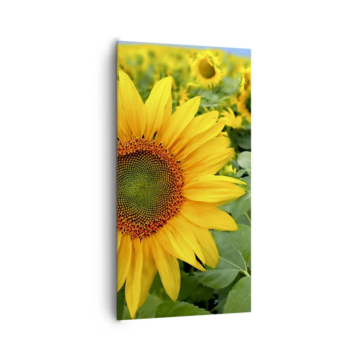 Quadro su tela - Stampe su Tela - Centinaia di soli ardono - 65x120 cm