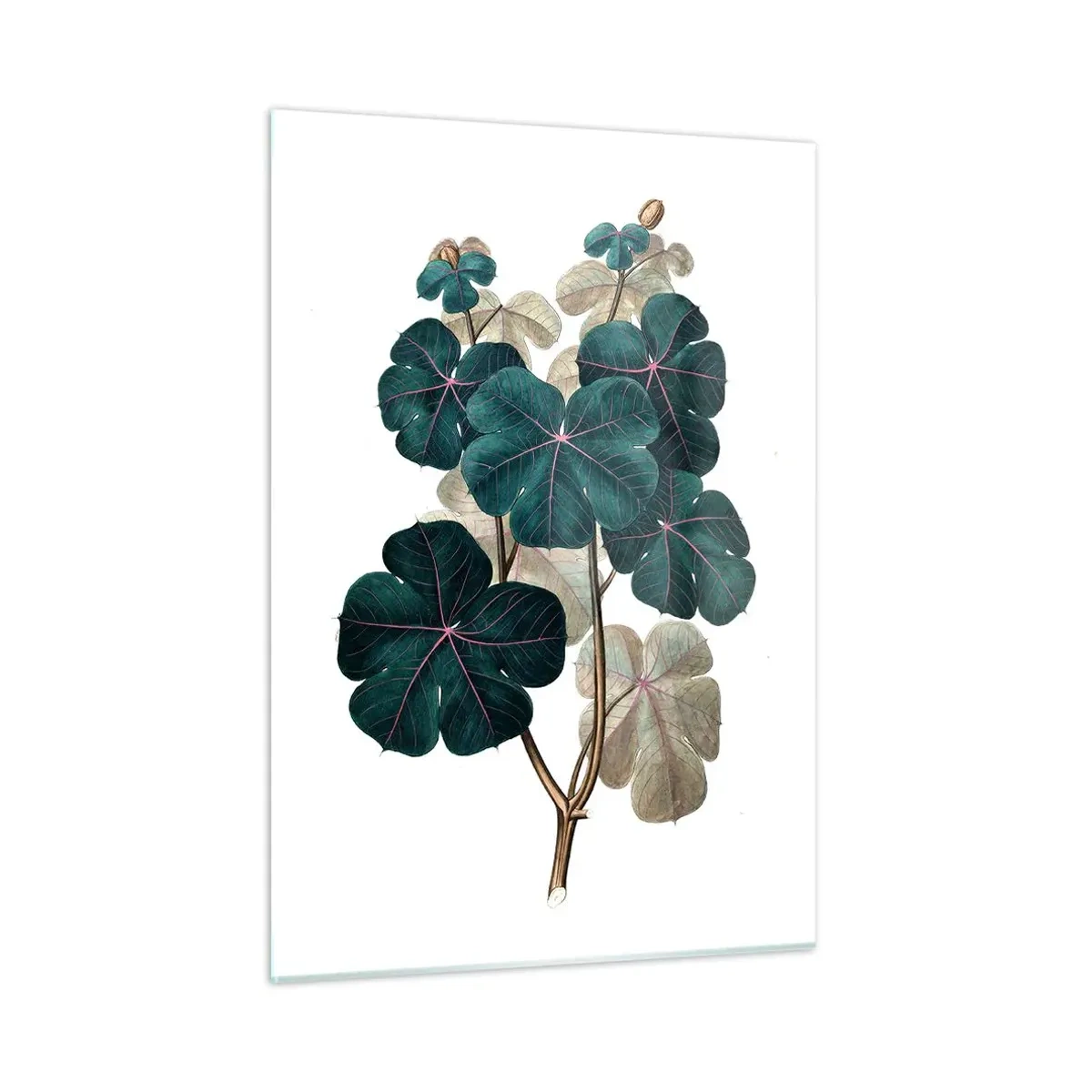 Quadro su vetro - Illustrazione botanica di foglie verdi su sfondo bianco - 50x70cm - Dal vecchio erbario - Decorazione murale moderna per soggiorno e camera da letto ARTTOR