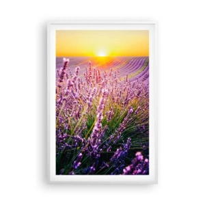 Poster in cornice bianca - Campo profumato - 61x91 cm