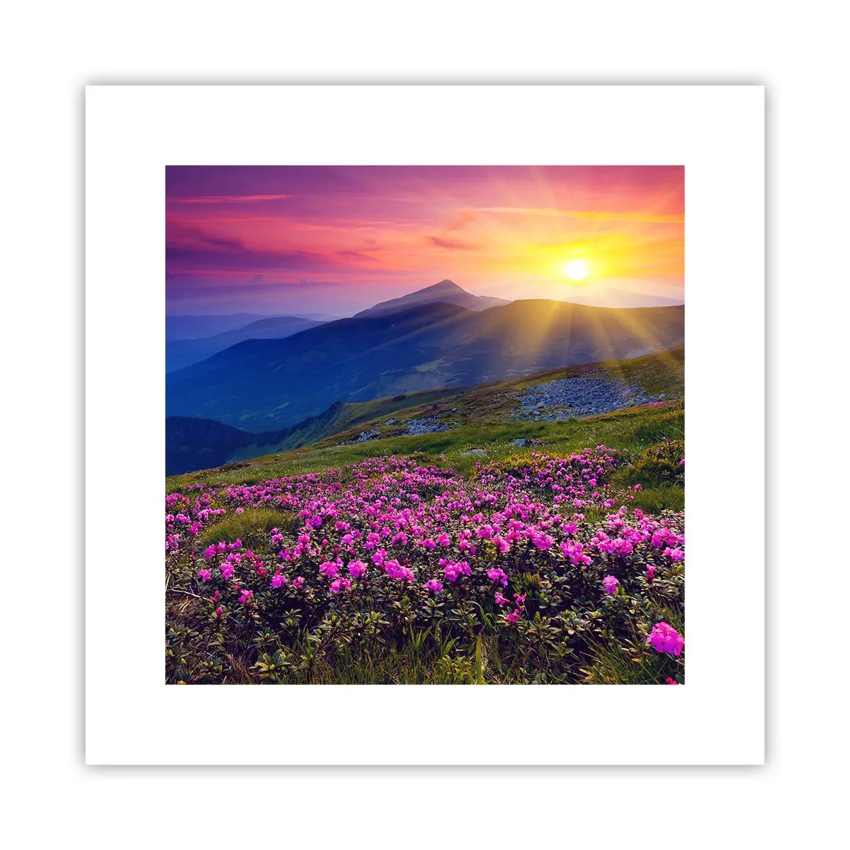 Poster - Odore di mugo e profumo di erbe - 30x30 cm