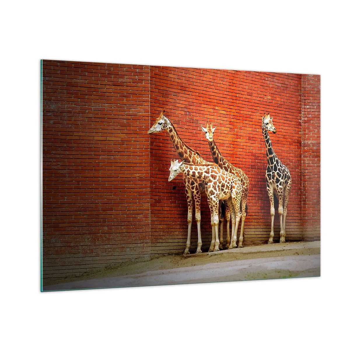 Quadro su vetro - Giraffe contro un muro di mattoni - 100x70cm - Vedete qualche acacia? - Decorazione murale moderna per soggiorno e camera da letto ARTTOR