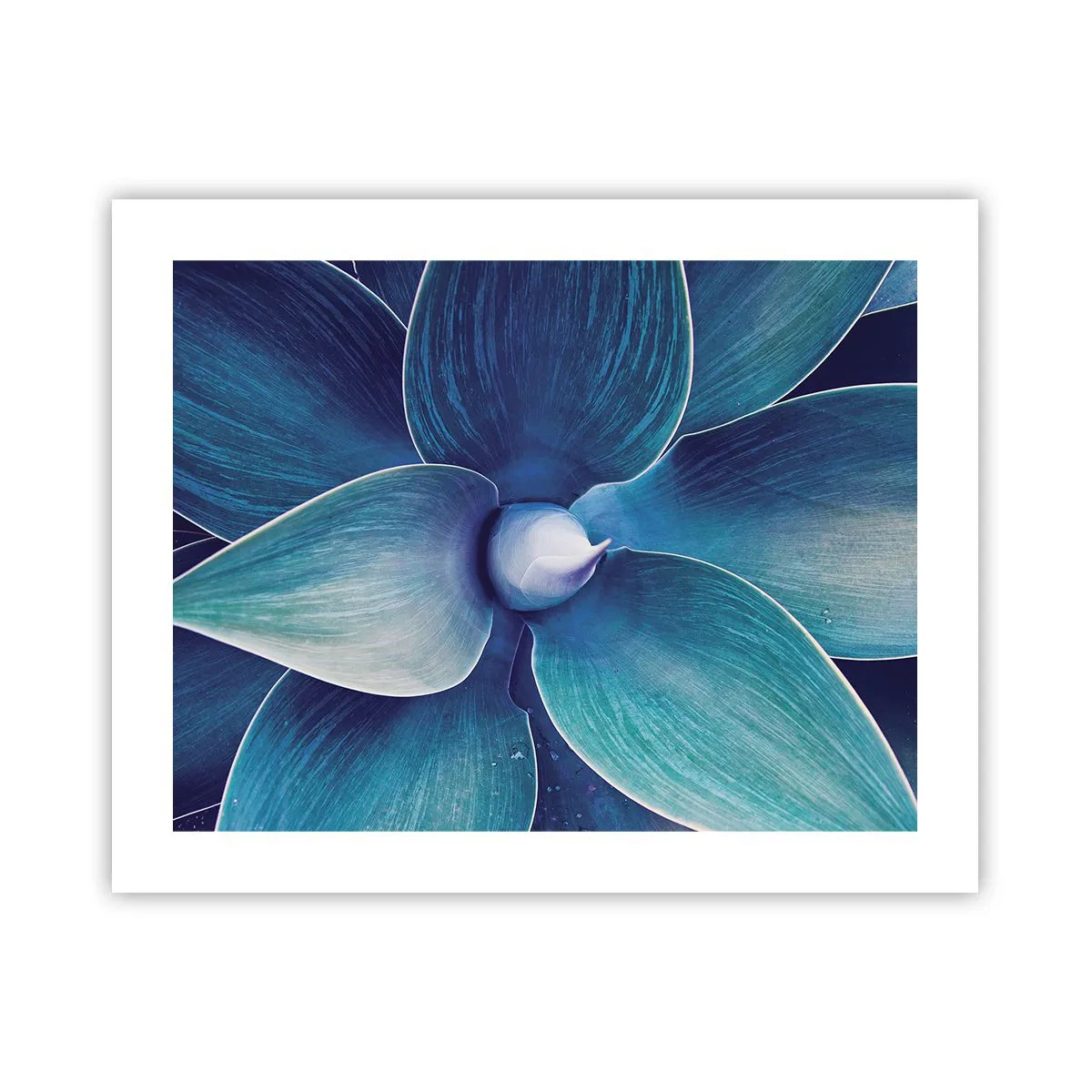 Poster - Imbluito dal sole - 50x40 cm