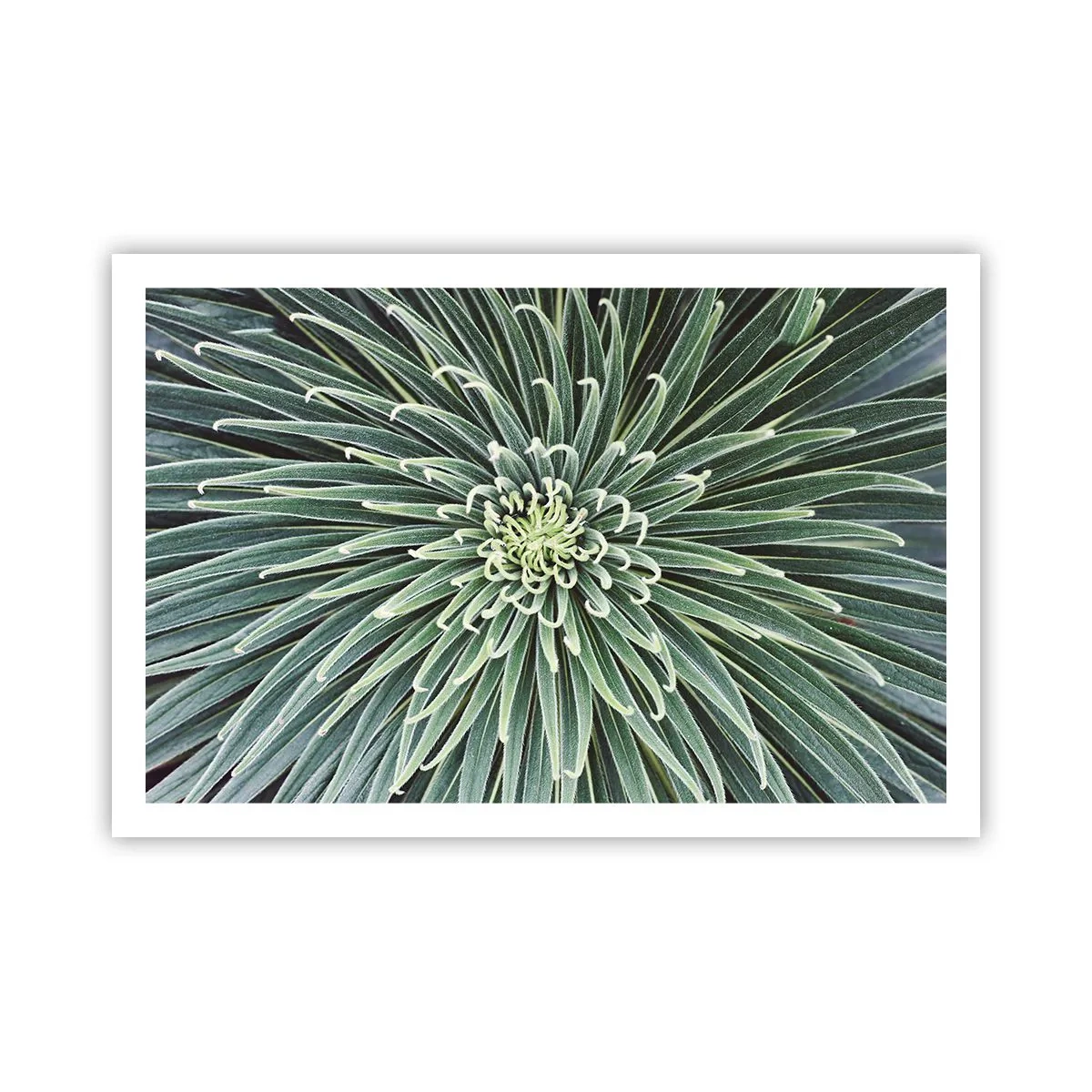 Poster - La nascita delle stelle - 91x61 cm