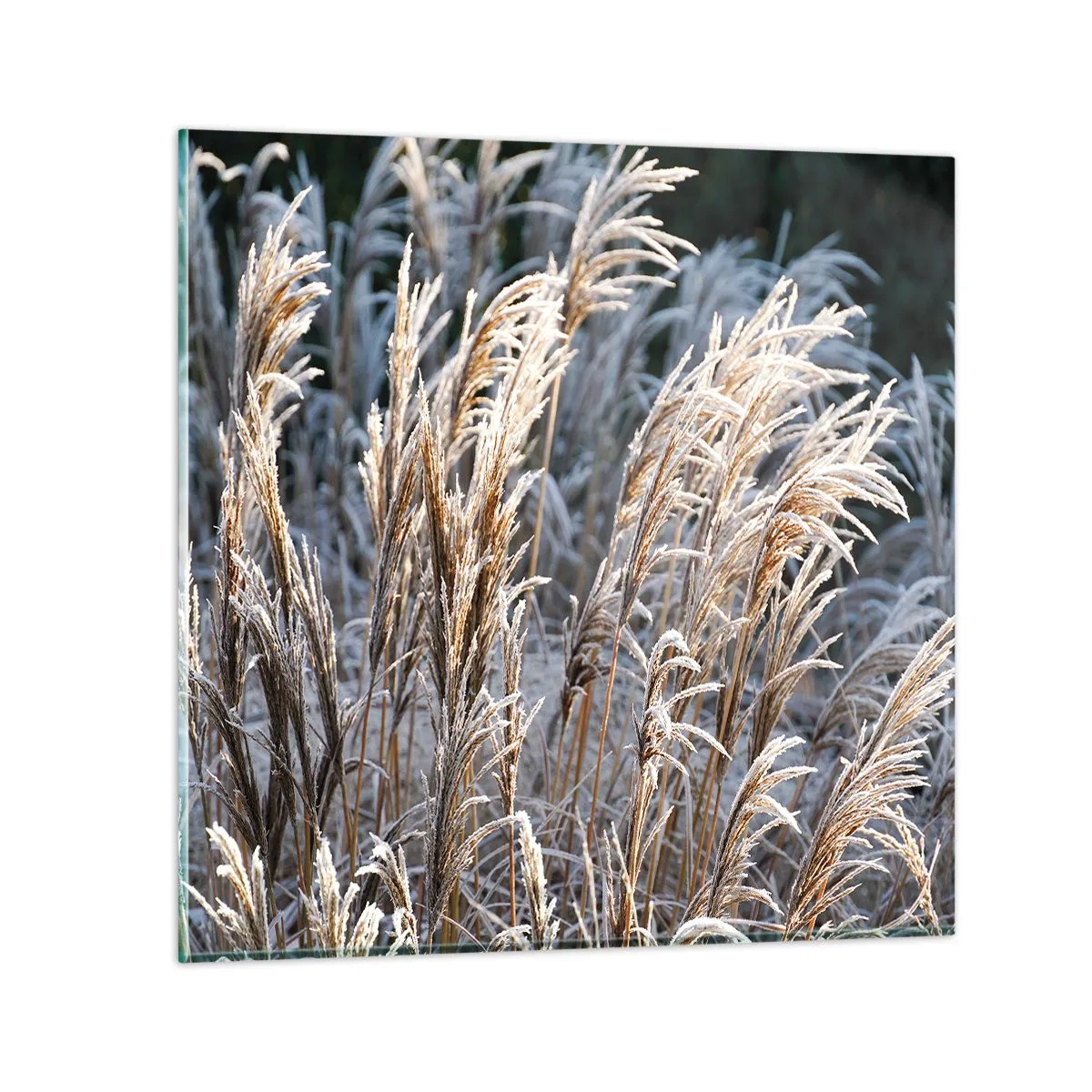 Quadro su vetro - Vestite di brina - 70x70 cm