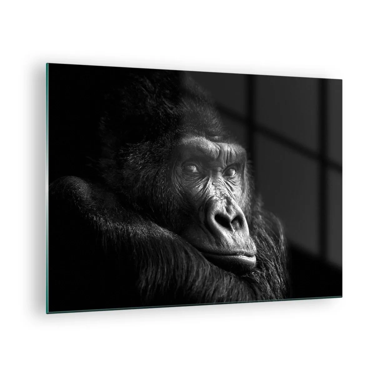 Quadro su vetro - Ritratto in bianco e nero di un gorilla all'ombra di una finestra - 70x50cm - E cosa guardi? - Decorazione murale moderna per soggiorno e camera da letto ARTTOR
