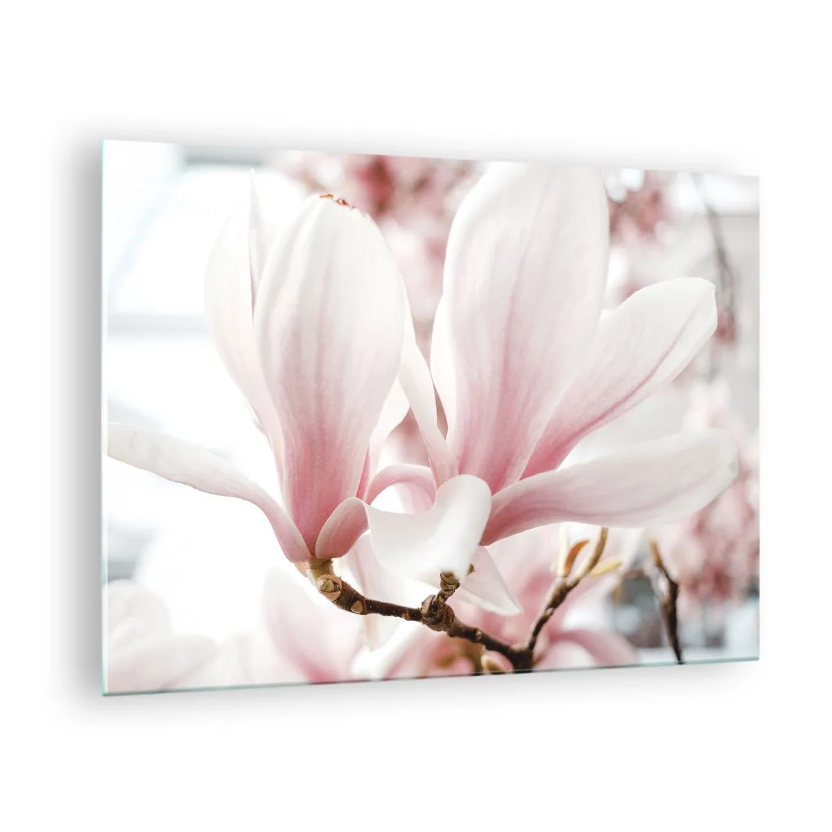 Quadro su vetro - Delicate magnolie rosa in primo piano su uno sfondo sfocato - 70x50cm - Tenerezza senza fine - Decorazione murale moderna per soggiorno e camera da letto ARTTOR