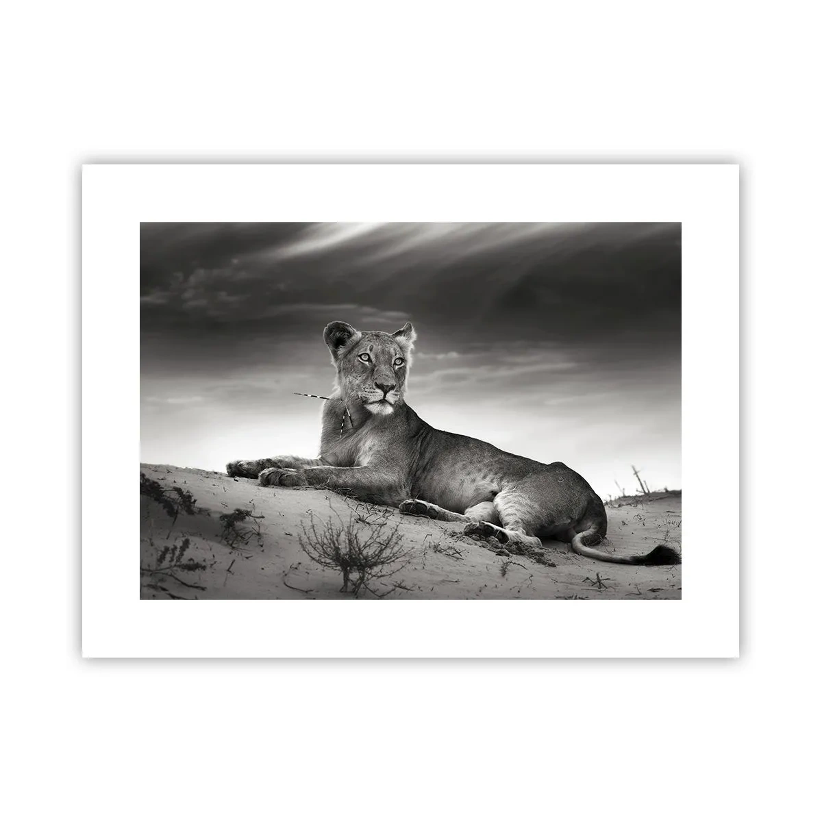 Poster - Il riposo della regina del deserto - 40x30 cm