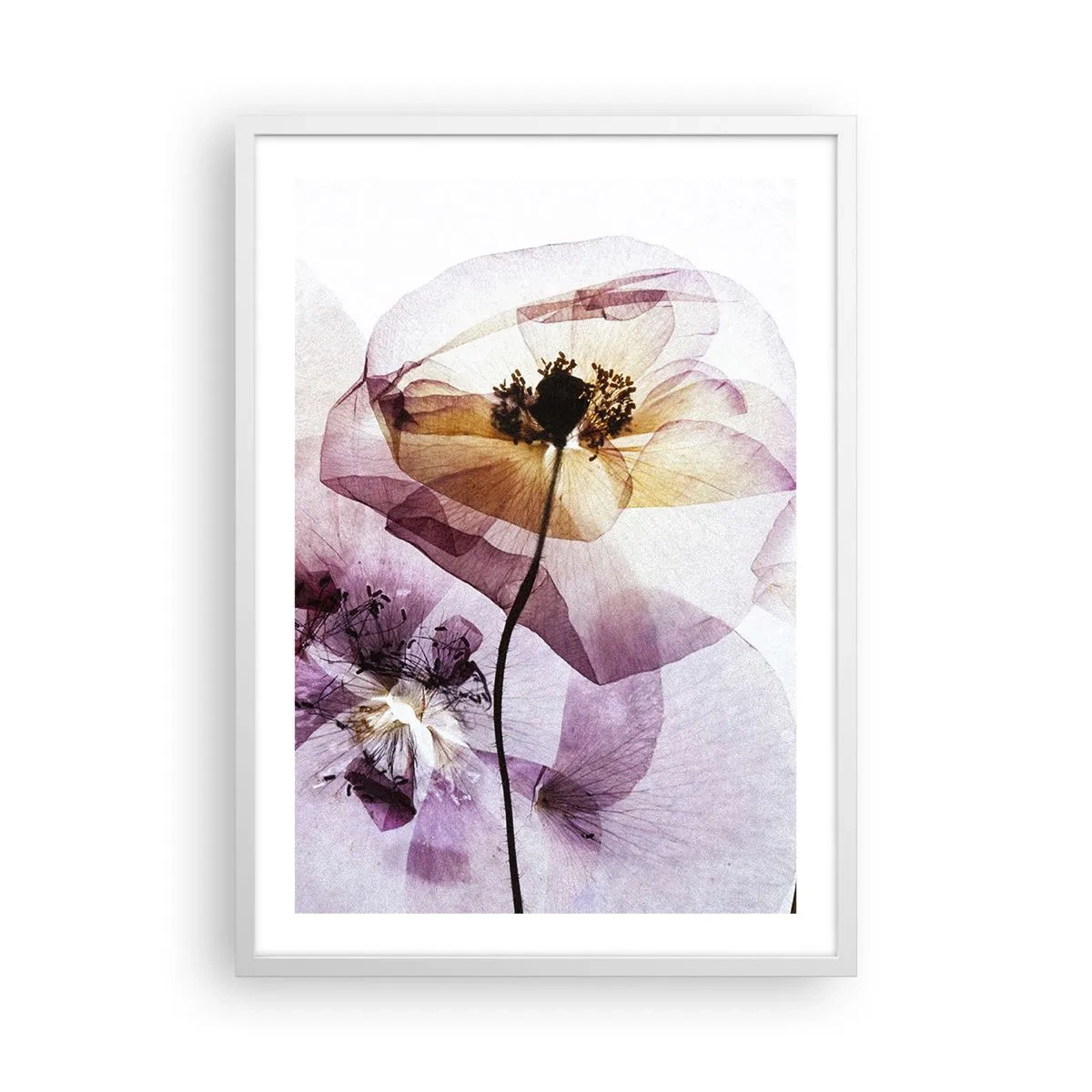 Poster in cornice bianca - Fiori trasparenti - 50x70 cm