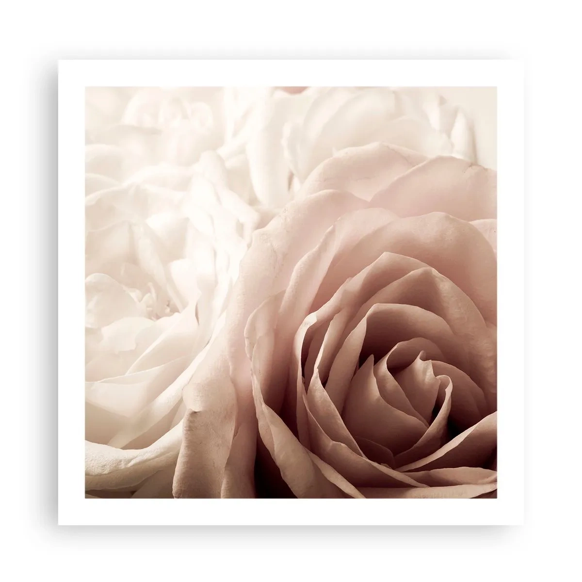 Poster - Nel cuore della rosa - 60x60 cm