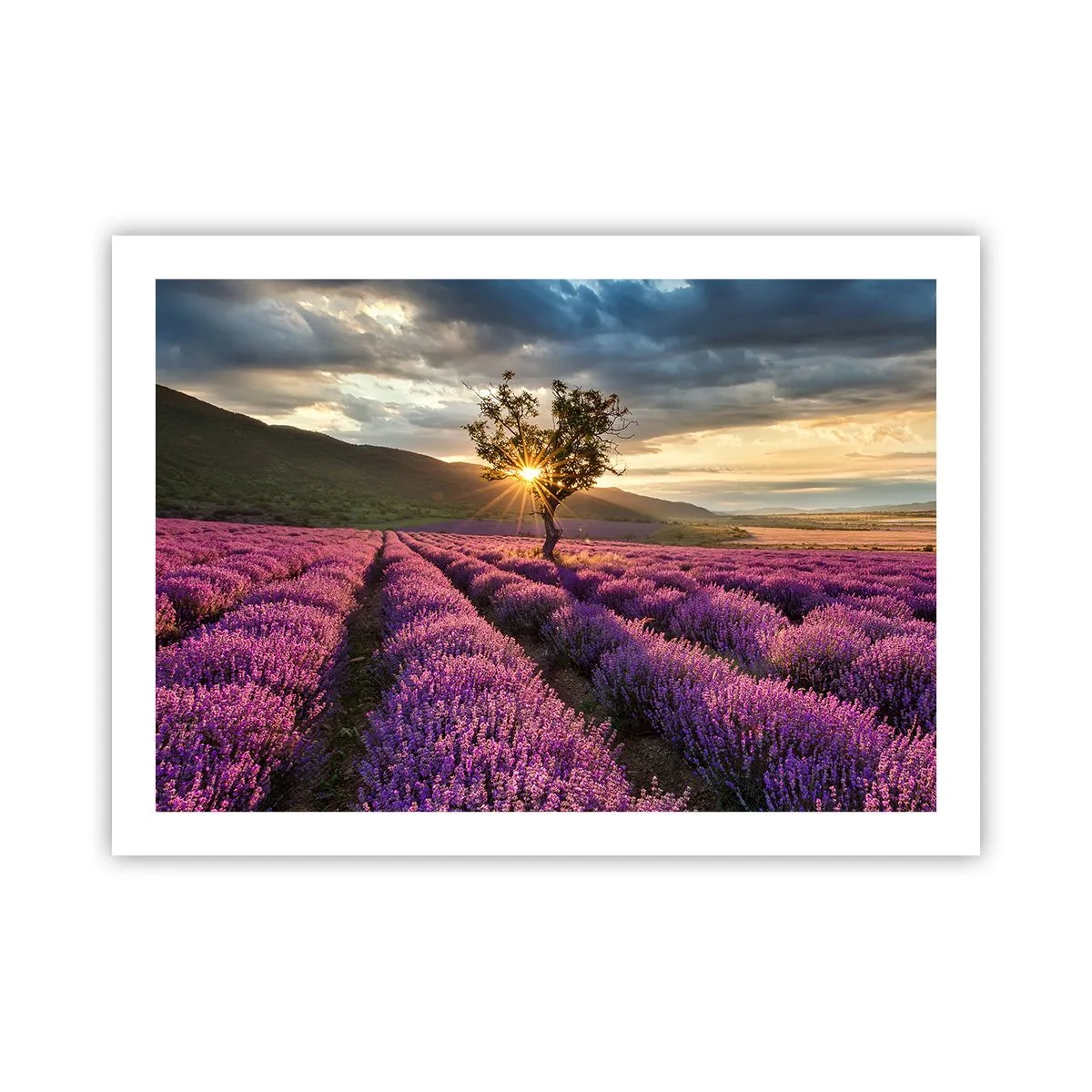 Poster - Aroma di colore lilla - 70x50 cm