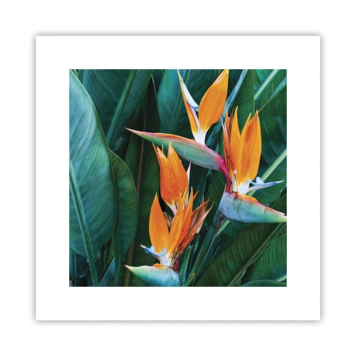 Poster - È un fiore o un uccello? - 30x30 cm