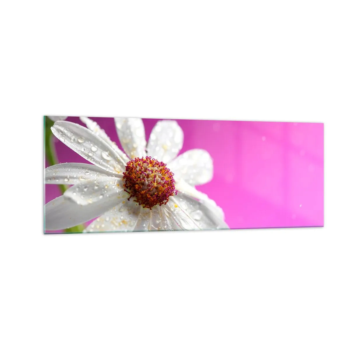 Quadro su vetro - Una margherita bianca ricoperta di gocce d'acqua su uno sfondo rosa - 140x50cm - Modesto nella sua bellezza - Decorazione murale moderna per soggiorno e camera da letto ARTTOR