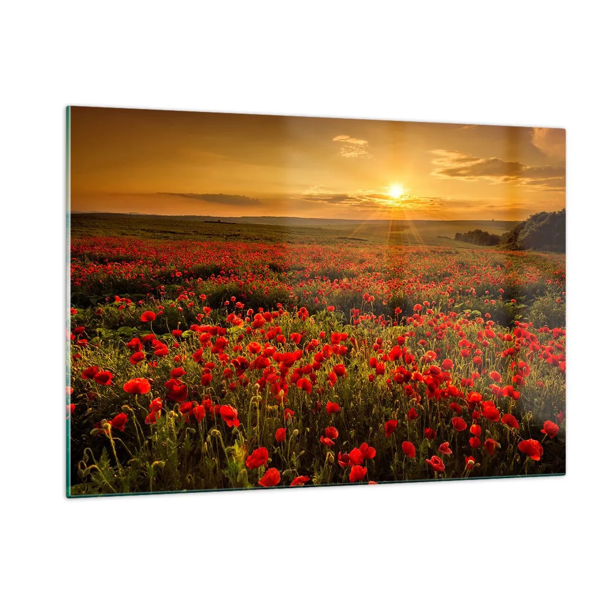 Quadro su vetro - Un campo di papaveri illuminato dai raggi del sole al tramonto - 120x80cm - Tra il fruscio delle erbe, in un'esplosione di fiori - Decorazione murale moderna per soggiorno e camera da letto ARTTOR