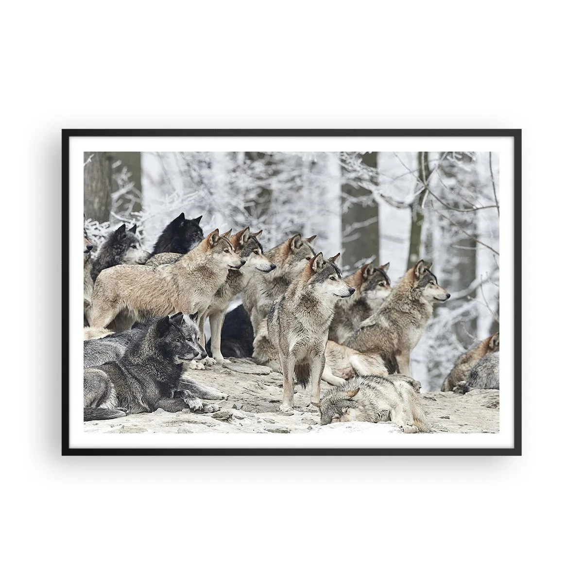 Poster in cornice nera - Un branco di lupi nella foresta invernale - 100x70cm - Famiglia e amici - Decorazione murale moderna per soggiorno e camera da letto ARTTOR