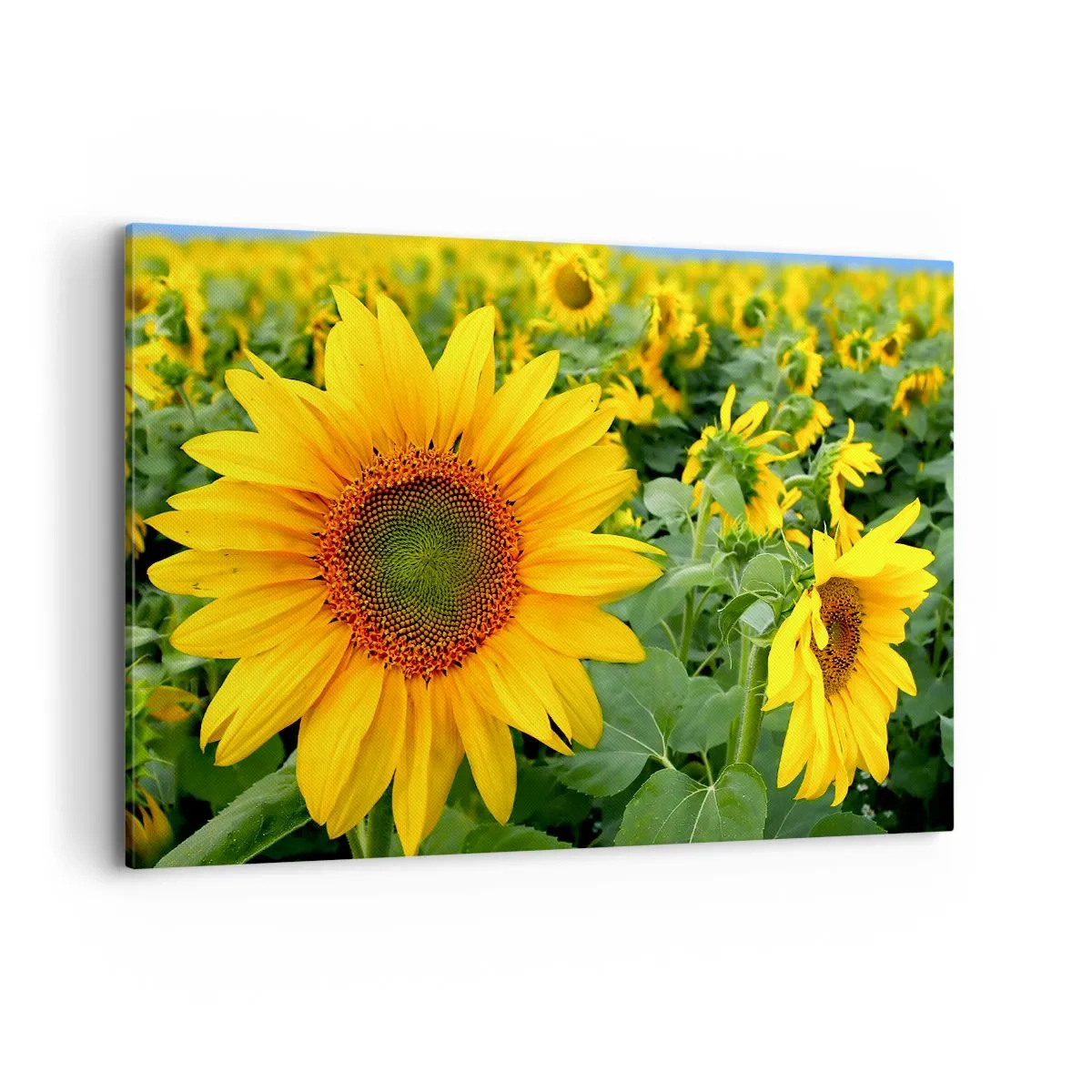 Quadro su tela - Stampe su Tela - Un campo di girasoli con fiori gialli su uno sfondo di foglie verdi - 120x80cm - Centinaia di soli ardono - Decorazione murale moderna per soggiorno e camera da letto ARTTOR
