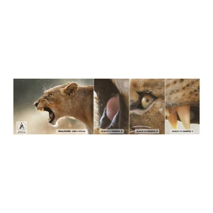 Campione di Fotomurale Premium Canvas - Prova a non ascoltare - Animali, Leone, Africa - 100x30 cm