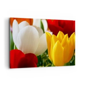 Quadro su tela - Stampe su Tela - Primo piano di tulipani colorati su uno sfondo primaverile - 100x70cm - La febbre dei tulipani - Decorazione murale moderna per soggiorno e camera da letto ARTTOR