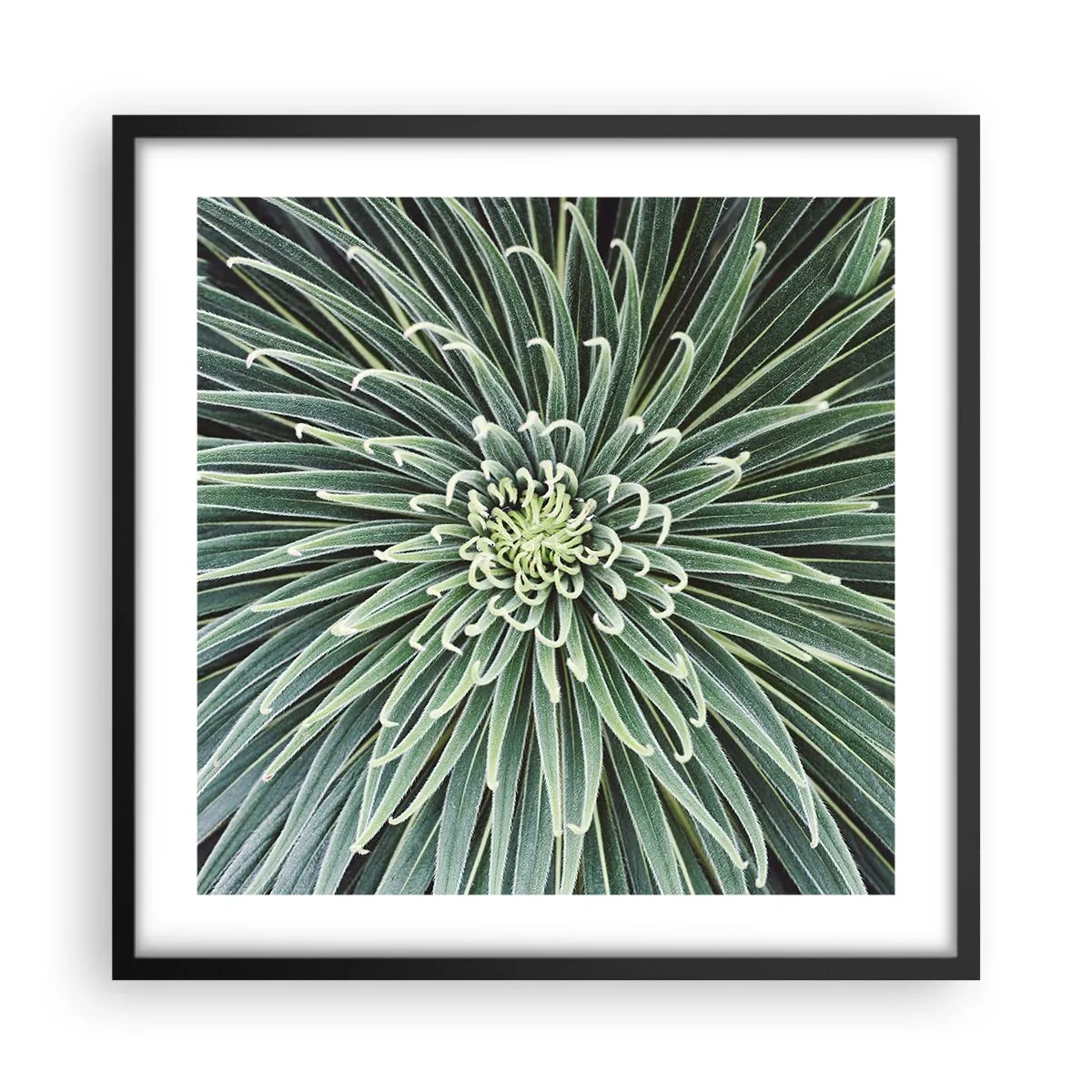 Poster in cornice nera - La nascita delle stelle - 50x50 cm