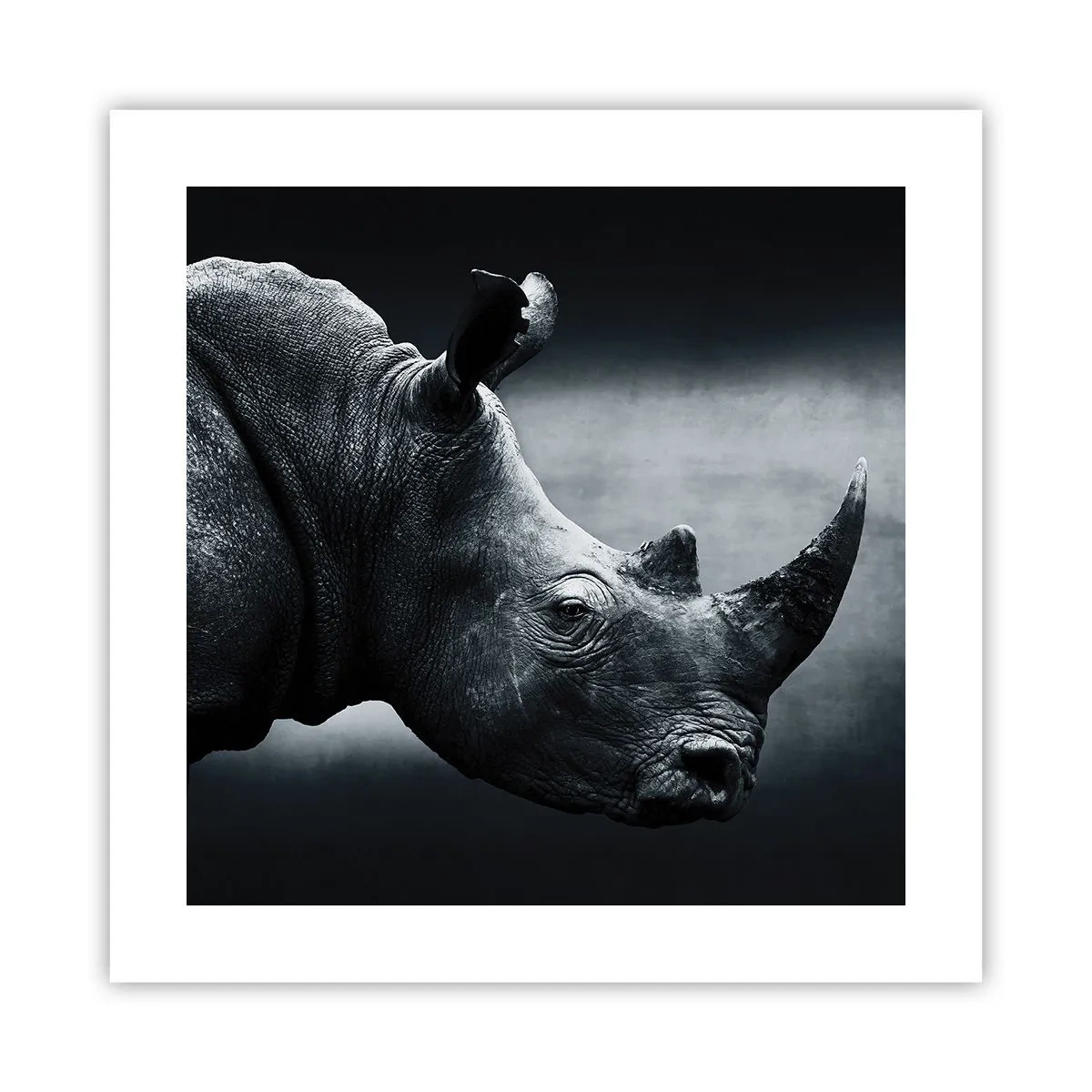 Poster - Profilo destro - 40x40 cm