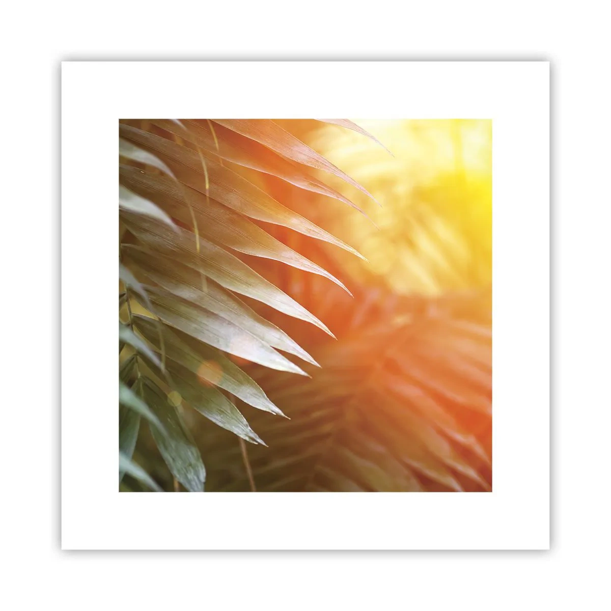 Poster - L'alba nella giungla - 30x30 cm