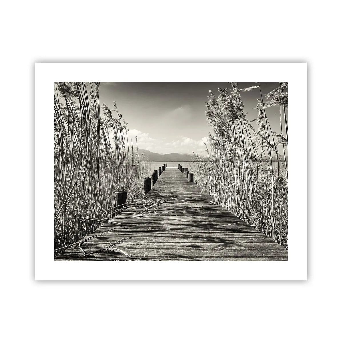 Poster - Nel silenzio dell'erba - 50x40 cm