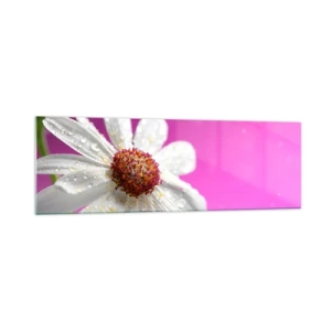 Quadro su vetro - Una margherita bianca ricoperta di gocce d'acqua su uno sfondo rosa - 160x50cm - Modesto nella sua bellezza - Decorazione murale moderna per soggiorno e camera da letto ARTTOR