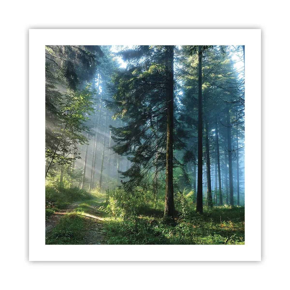 Poster - Raggiante all'alba - 50x50 cm
