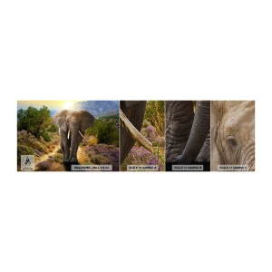 Campione di Fotomurale Premium Sand - Così era il paradiso - Animali, Elefante, Safari - 100x30 cm