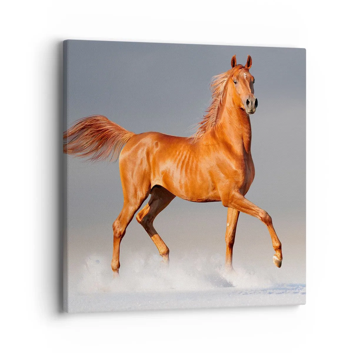 Quadro su tela - Stampe su Tela - Grazia danzante - 40x40 cm