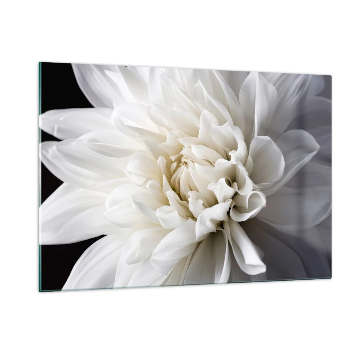 Quadro su vetro - Primo piano di una dalia bianca su sfondo nero e grigio - 120x80cm - Il mattino della sposa - Decorazione murale moderna per soggiorno e camera da letto ARTTOR