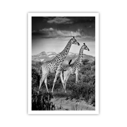 Poster - Alta classe in Africa - 70x100 cm