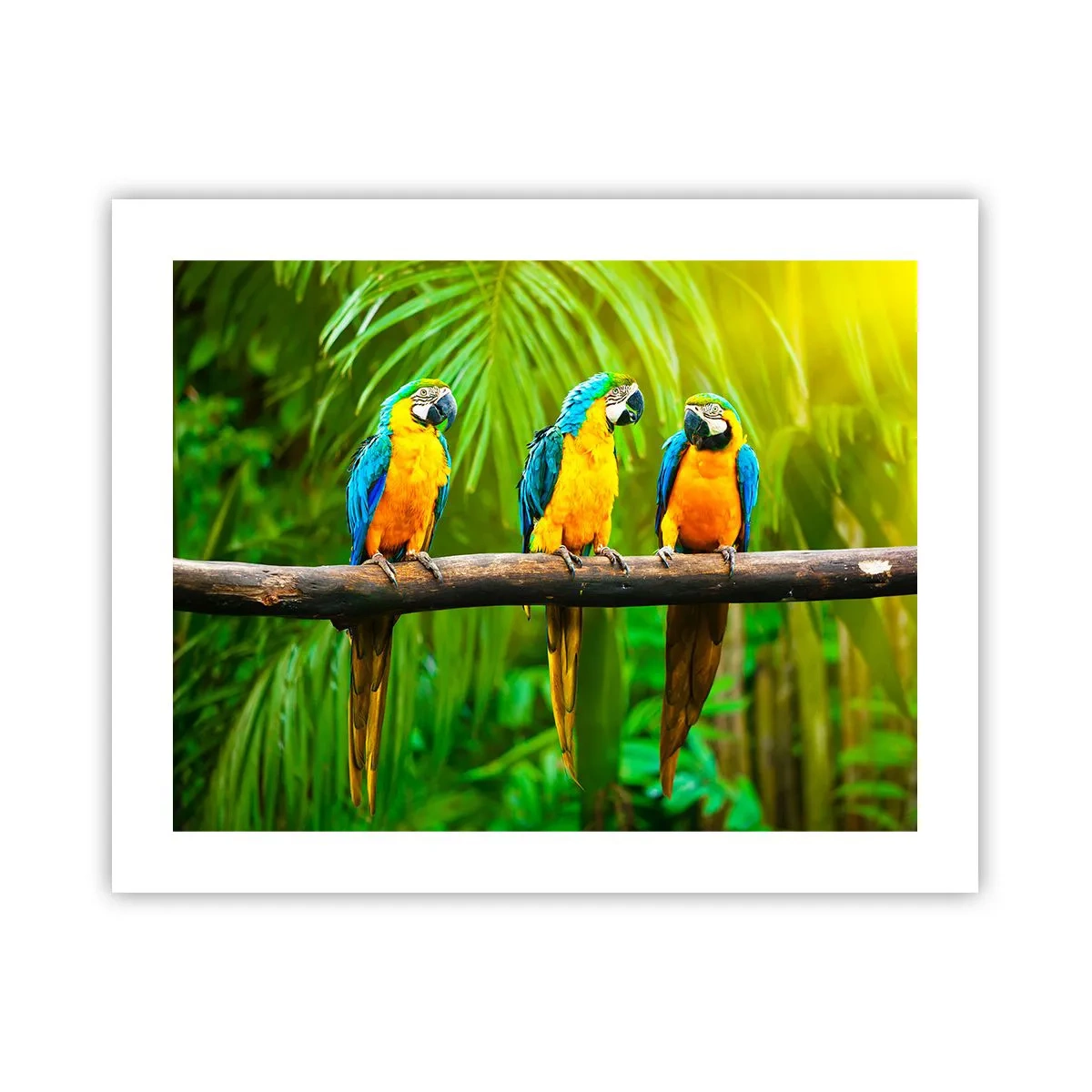 Poster - Hai sentito che ha fatto? - 50x40 cm