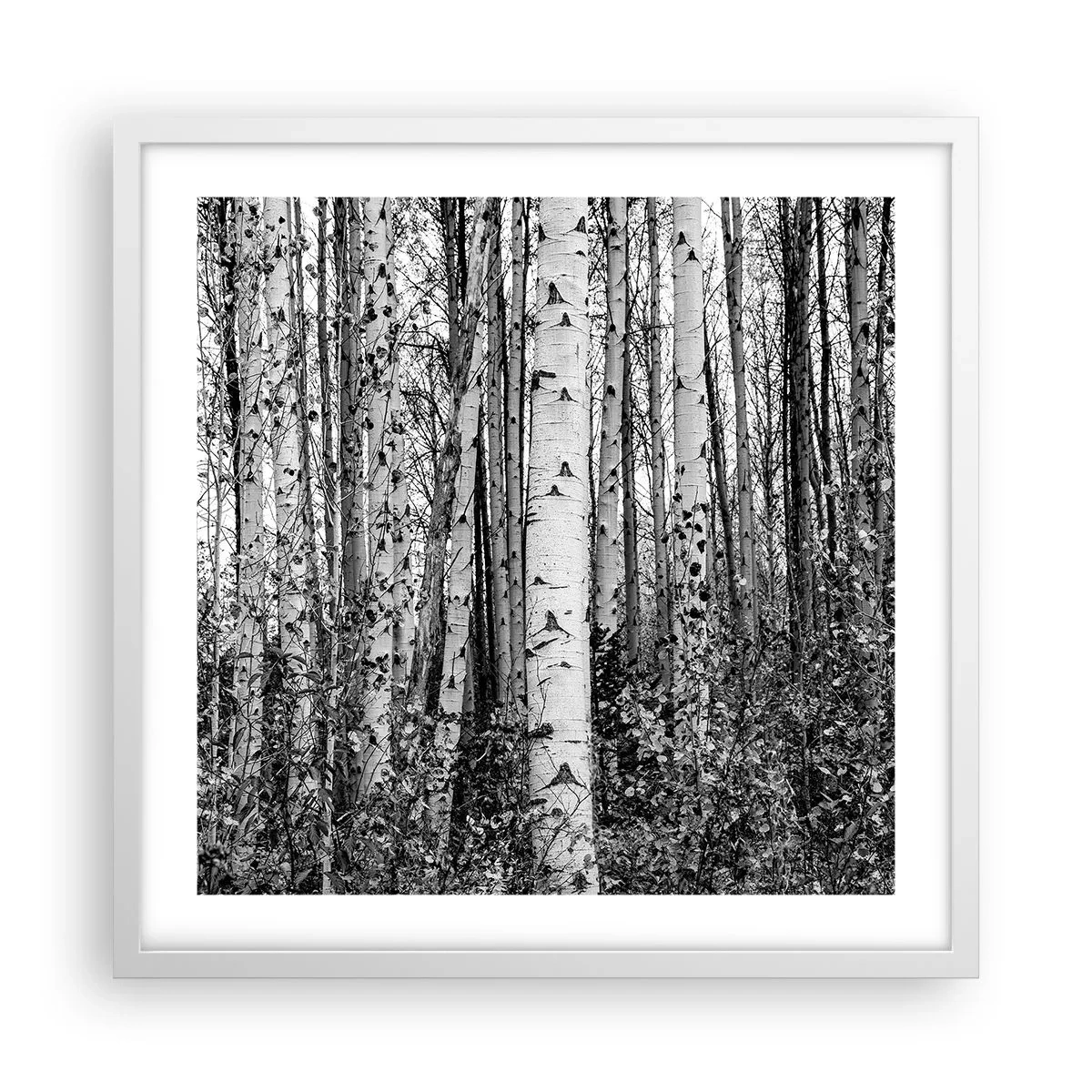 Poster in cornice bianca - Colonnato di betulle - 50x50 cm