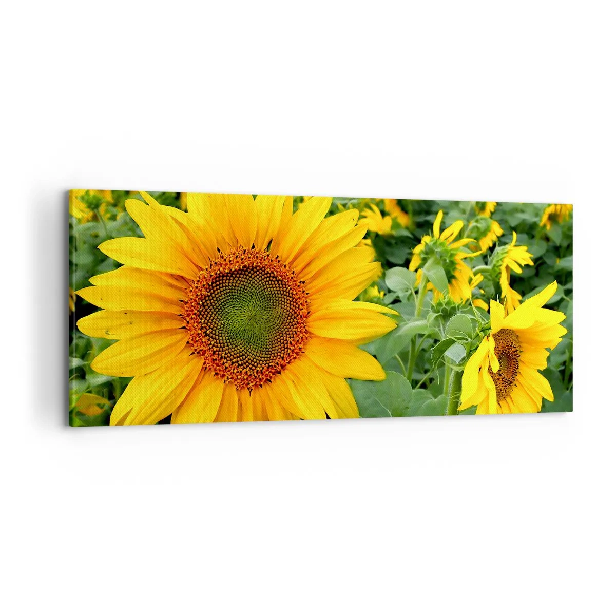 Quadro su tela - Stampe su Tela - Un campo di girasoli con fiori gialli su uno sfondo di foglie verdi - 120x50cm - Centinaia di soli ardono - Decorazione murale moderna per soggiorno e camera da letto ARTTOR