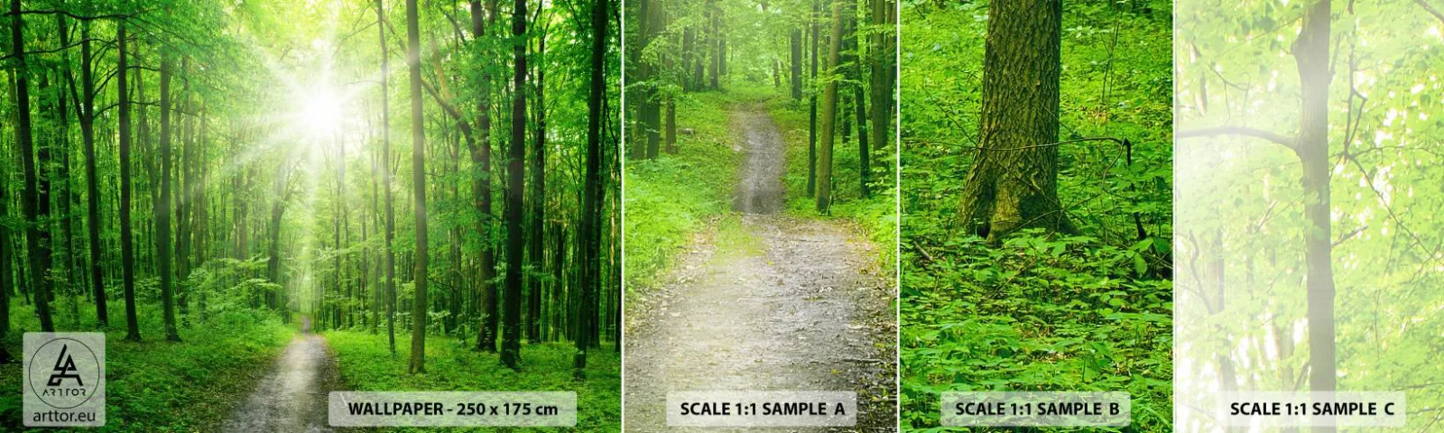 Campione Di Fotomurale Standard Eco - Cattedrale verde - Paesaggio, foresta, Raggi del sole - 100x30 cm