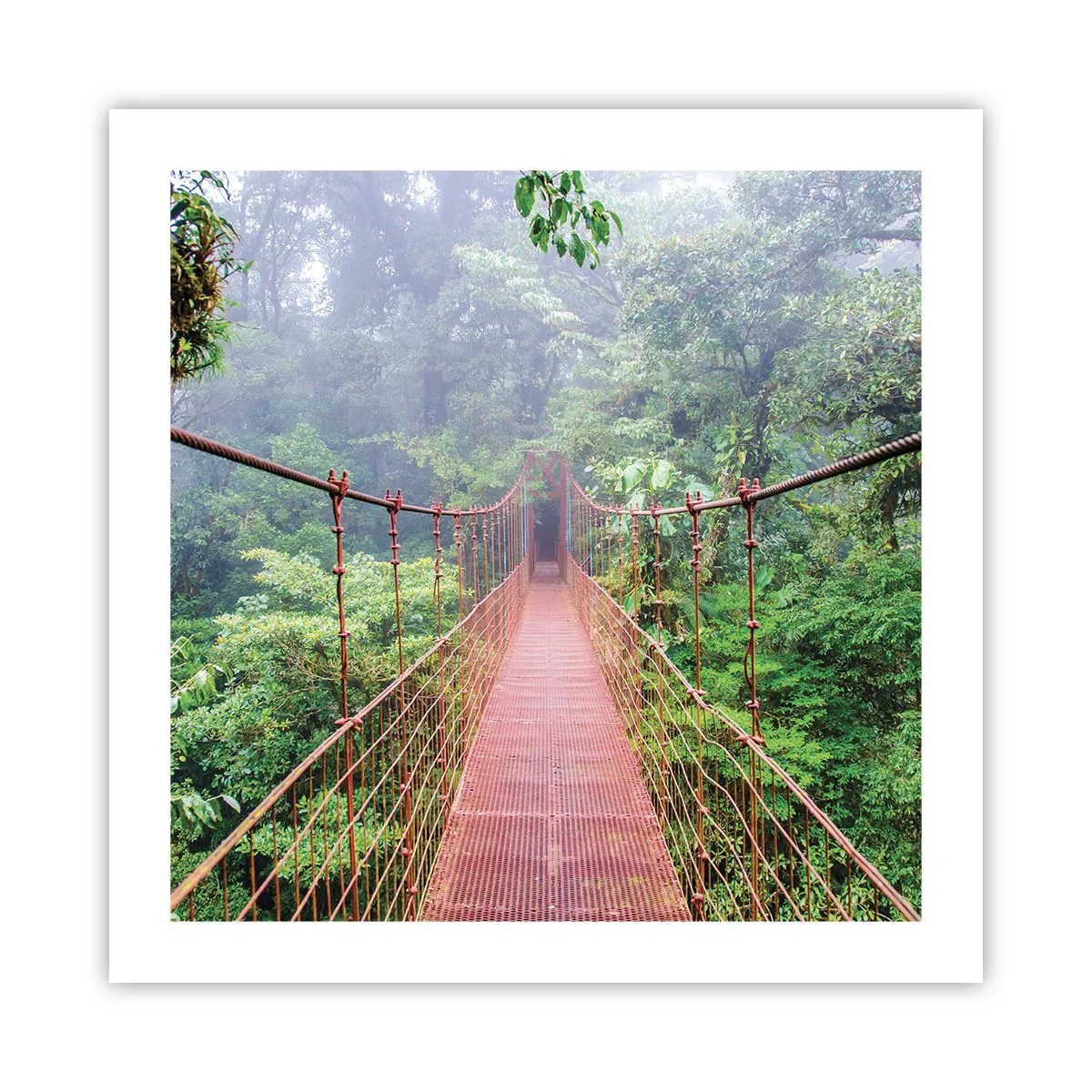 Poster - Sospeso sopra gli alberi - 50x50 cm