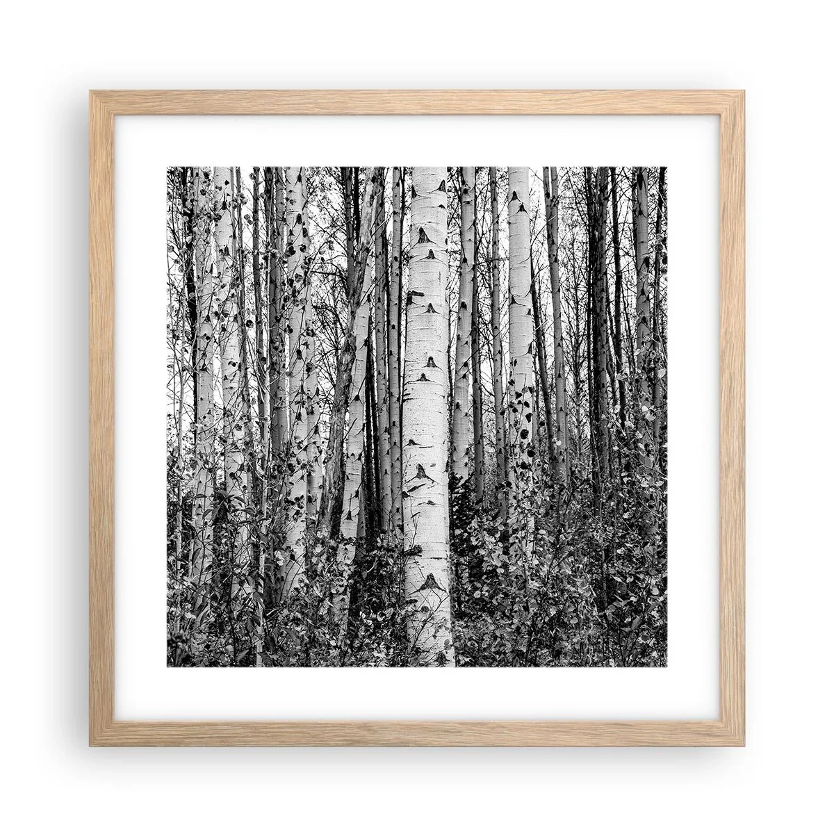 Poster in cornice rovere chiaro - Colonnato di betulle - 40x40 cm