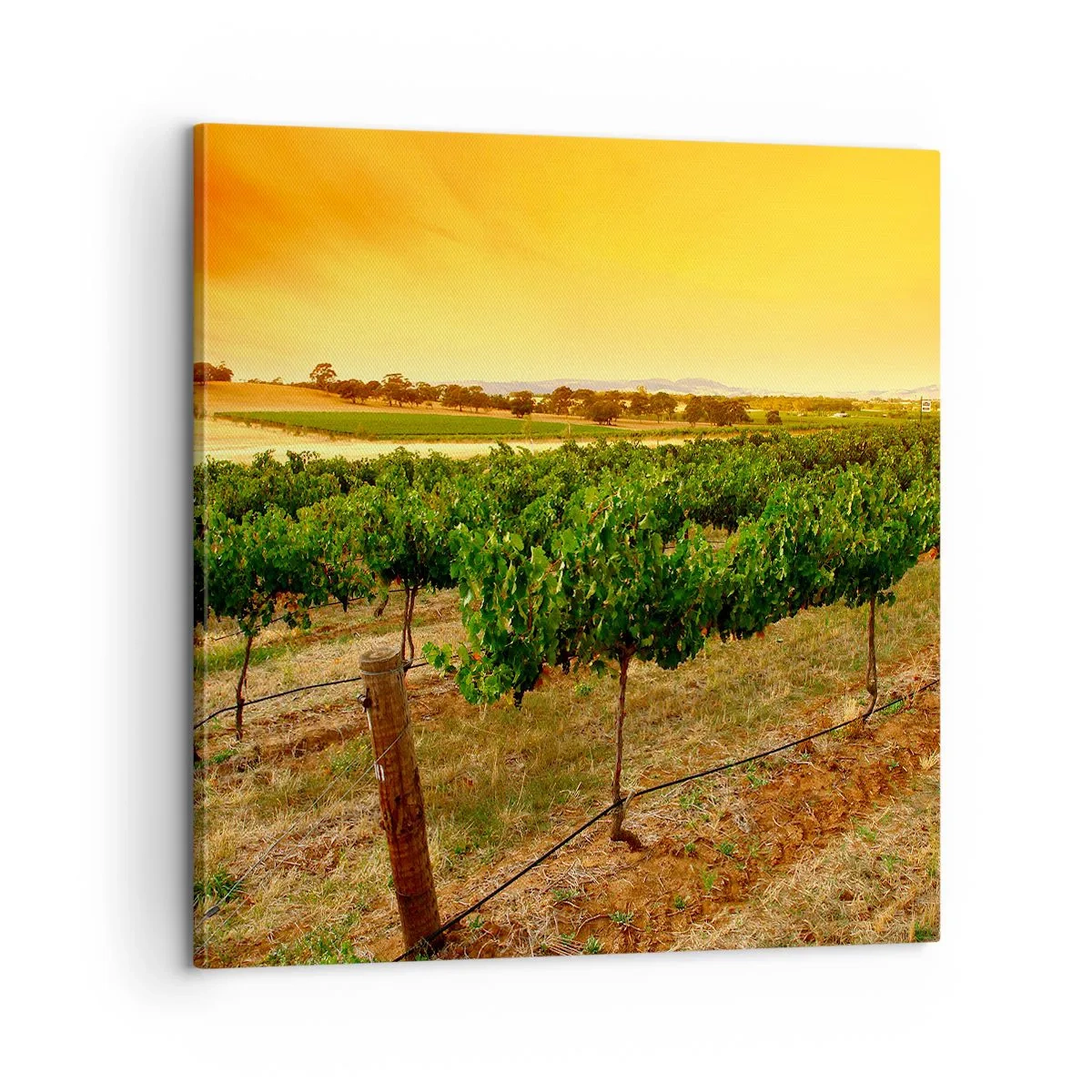 Quadro su tela - Stampe su Tela - Ubriacarsi di sole - 60x60 cm