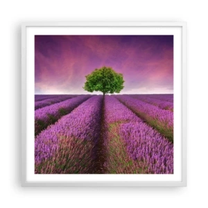 Poster in cornice bianca - Sui campi di lavanda - 60x60 cm
