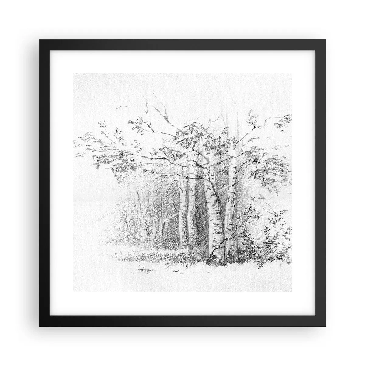 Poster in cornice nera - La luce della foresta di betulle - 40x40 cm