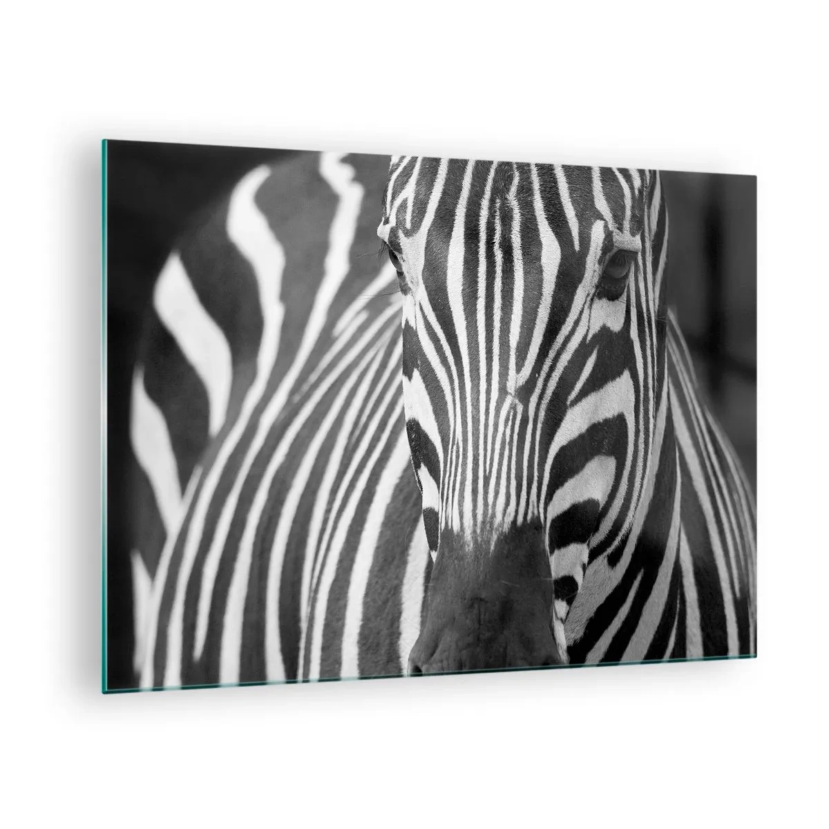 Quadro su vetro - Ritratto in bianco e nero di una zebra con strisce visibili - 70x50cm - Il mondo è in bianco e nero - Decorazione murale moderna per soggiorno e camera da letto ARTTOR